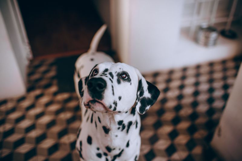 These dog breeds are often appreciated by owners who prefer less noticeable canine odor around the home 6 Dalmatian