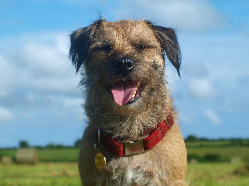 26 Compact Dog Breeds with Remarkable Courage and Confidence 17 Border Terrier