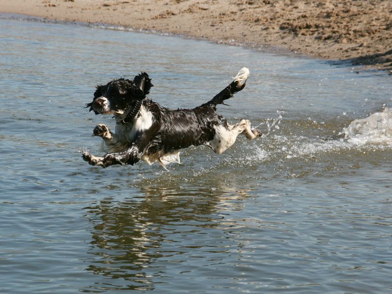 16 Surprising Facts About English Springer Spaniels You Might Not Know 9 They’re Natural Water Lovers