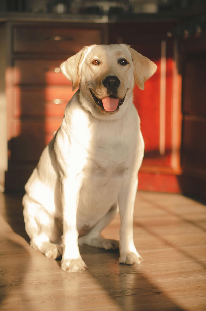 Labrador Retriever