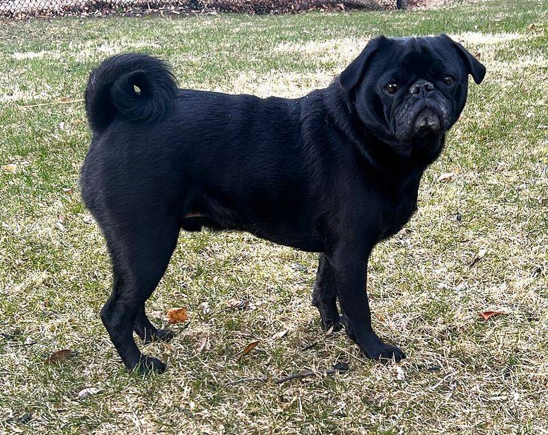 Pug