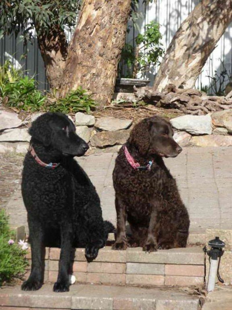 15 dog breeds that look like they belong in a foggy village by the sea 11 Curly-Coated Retriever