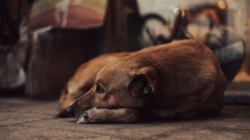 These 12 behaviors may suggest your dog needs more engagement and support 7 Restlessness at night