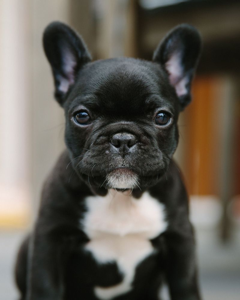 Dog ownership doesn't always have to feel like another full-time job – These 11 breeds show why 9 French Bulldog