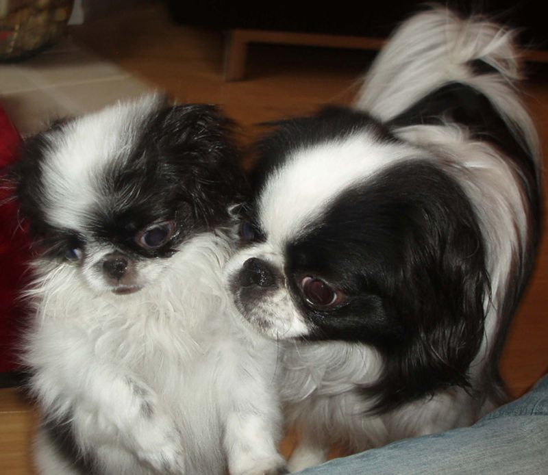 Japanese Chin