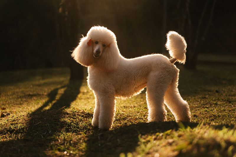 A full bowl and a long walk can solve a lot - Just not everything these dogs need 7 Standard Poodle - athlete in a tux