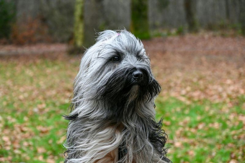 15 Majestic Dog Breeds That Boast Lion-Like Manes 16 Bearded Collie