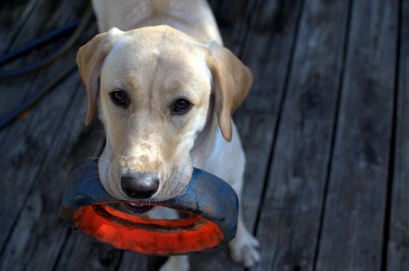 Labrador Retriever's Fetch