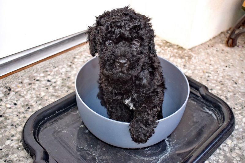 Think you know how your puppy will look? These 10 breeds may surprise you 5 Puli