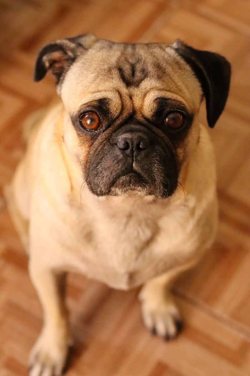 12 dogs with skin that needs special attention - from deep wrinkles to almost no protective coat at all 5 Pug
