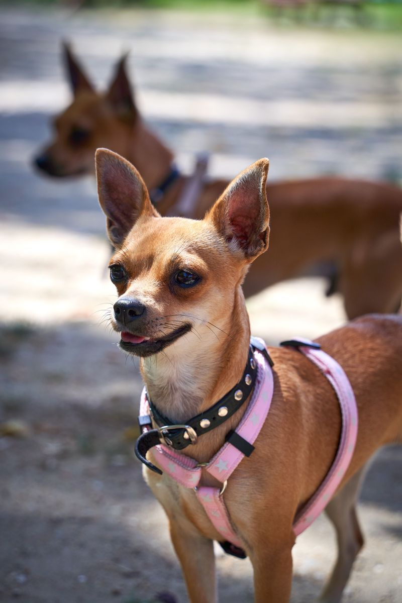 Once these dog breeds become part of your life, you'll rarely walk through the house alone 13 Chihuahua