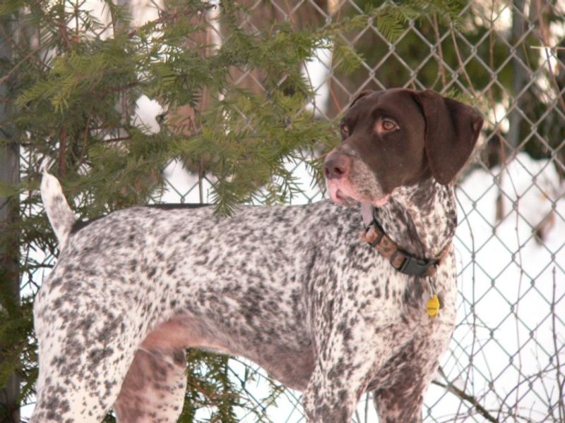 German Shorthaired Pointer