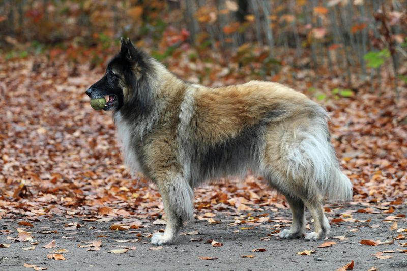 14 dogs that are surprisingly patient during long training sessions 12 Belgian Tervuren