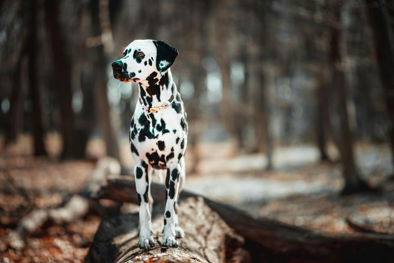 16 breeds that bond through shared outdoor time, not cuddles 9 Dalmatian