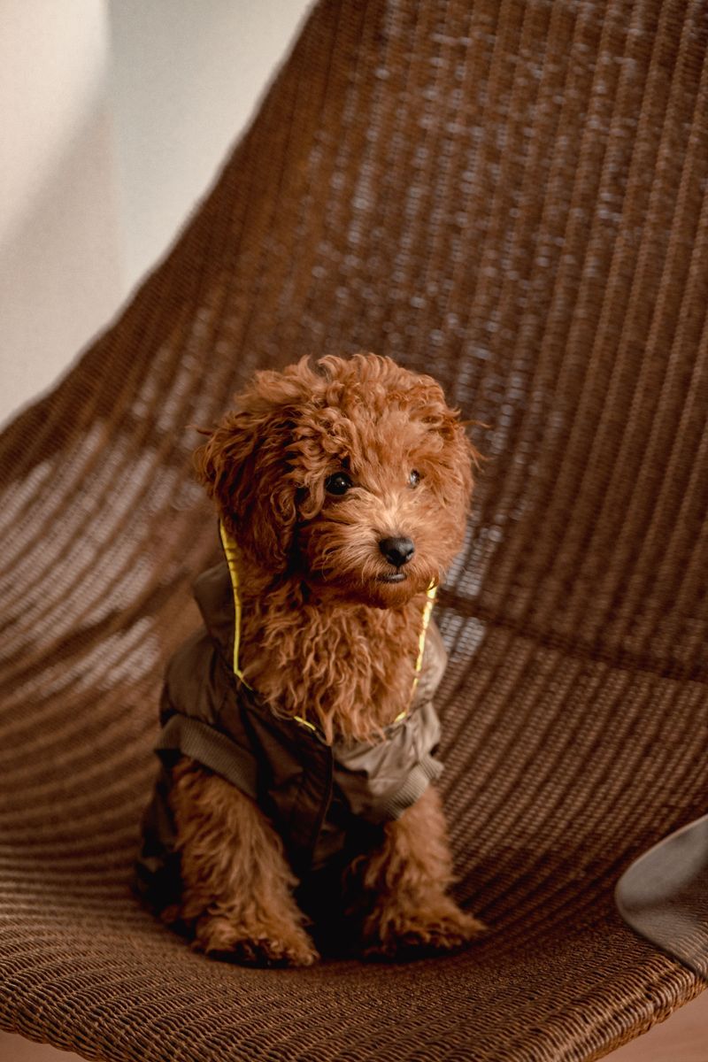 Your tiny dog doesn't automatically want to meet everyone - these breeds reveal the social divide 7 Toy Poodle