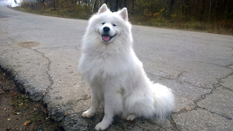 12 breathtaking northern dog breeds with looks straight out of the wilderness 9 Samoyed