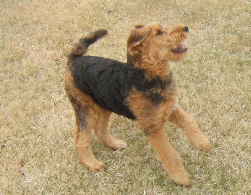 Airedale Terrier