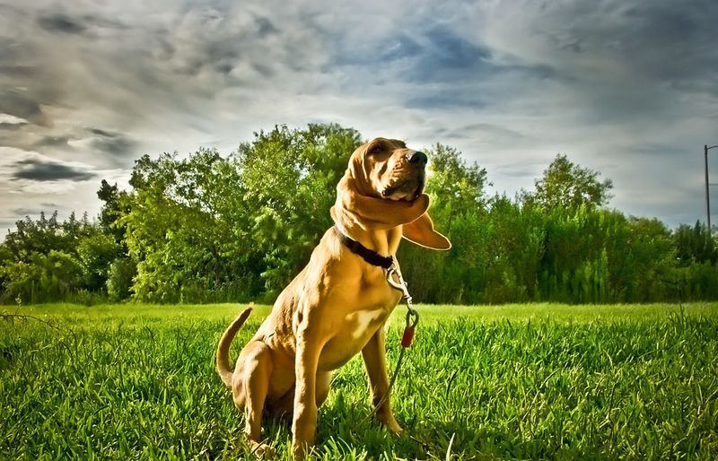 Bloodhound