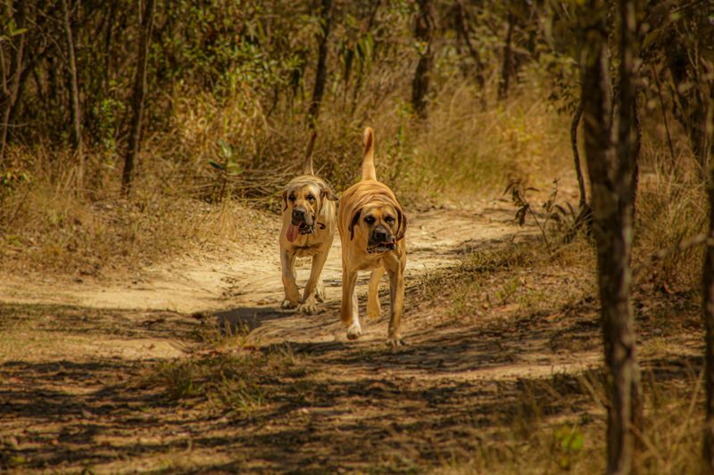 12 powerful big dog breeds that prove brains matter as much as strength 13 Boerboel