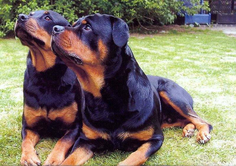 Everyone looks relaxed - These dogs may still be watching the one thing that changed 4 Rottweiler: The Shift in the Family Circle