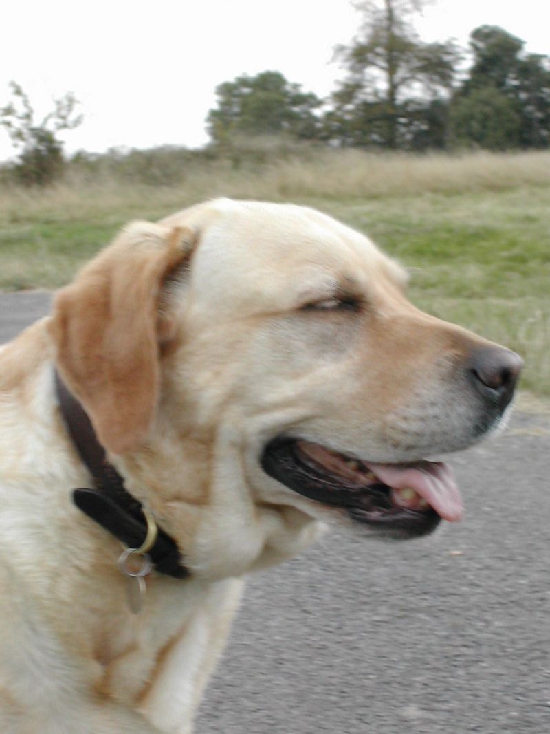 26 Dog Breeds Known for Being Sensitive or Easily Stressed 4 Labrador Retriever