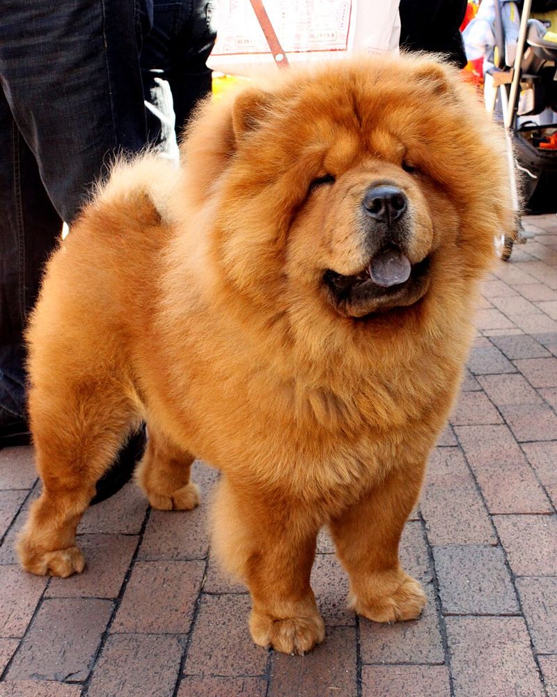 You can't charm every dog instantly - These breeds often make strangers earn their approval 3 Chow Chow