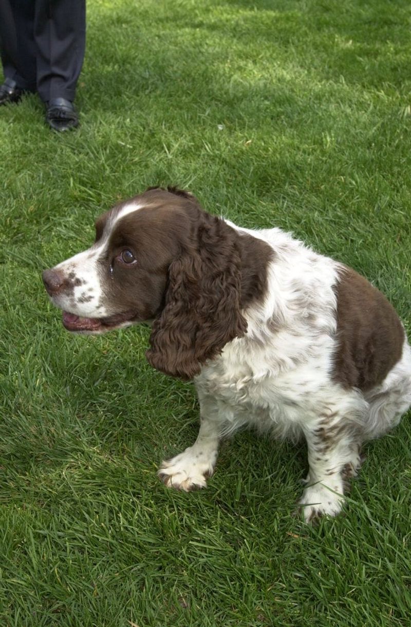 16 Surprising Facts About English Springer Spaniels You Might Not Know 14 They Respond Best to Positive Reinforcement