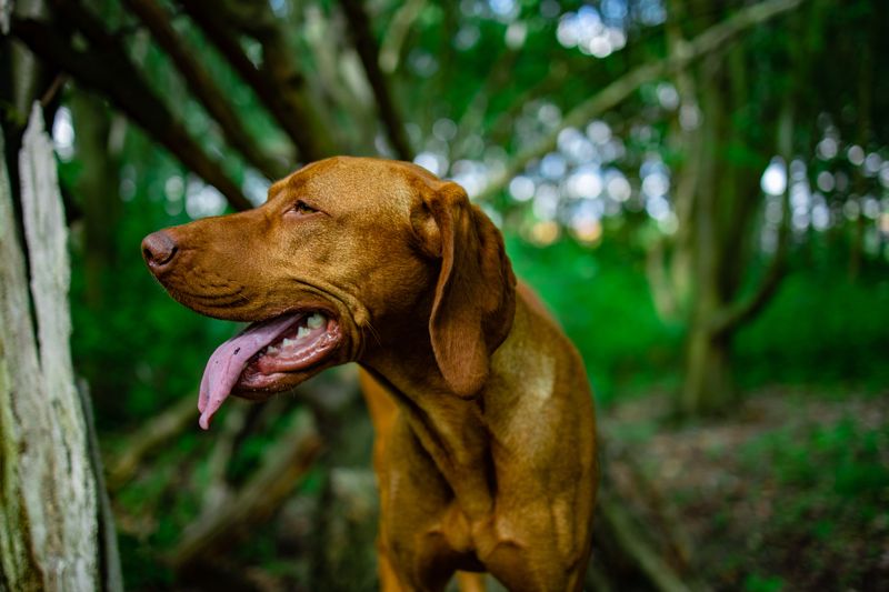 These remarkably intuitive dog breeds often sense feelings people try to hide 6 Vizsla