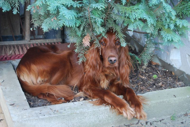 28 Friendly Dog Breeds That Thrive on Human Connection 25 Irish Setter