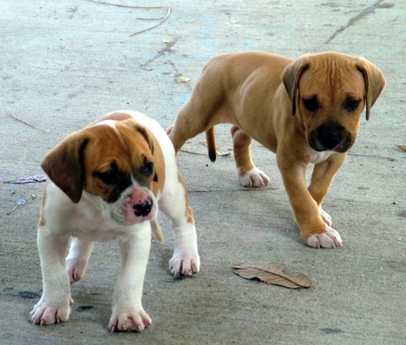10 surprising facts that reveal the true nature of American Bulldogs 6 Require early socialization