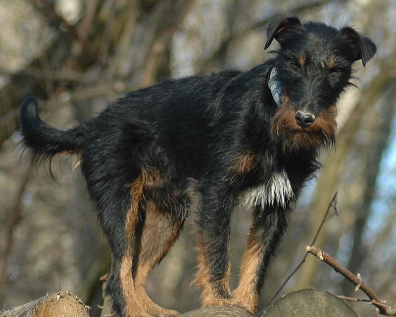 12 difficult dog breeds that demand serious commitment and consistency 10 Jagdterrier