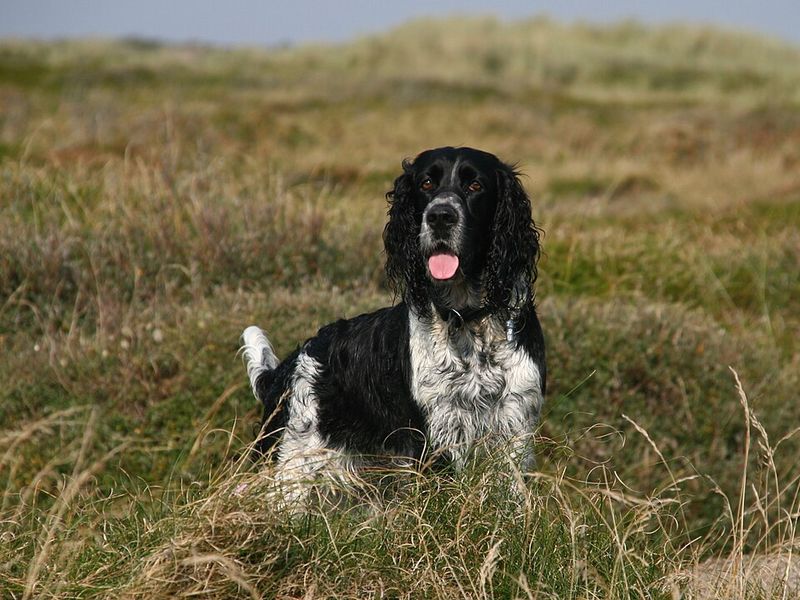 If big life changes are ahead, these dog breeds often handle the transition beautifully 11 English Springer Spaniel