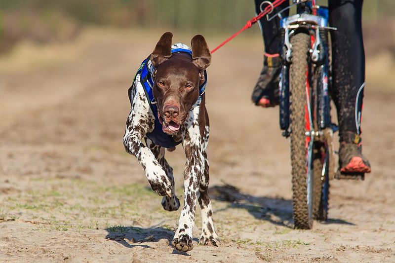 Some dogs enjoy running - These breeds were practically designed around it 6 German Shorthaired Pointer