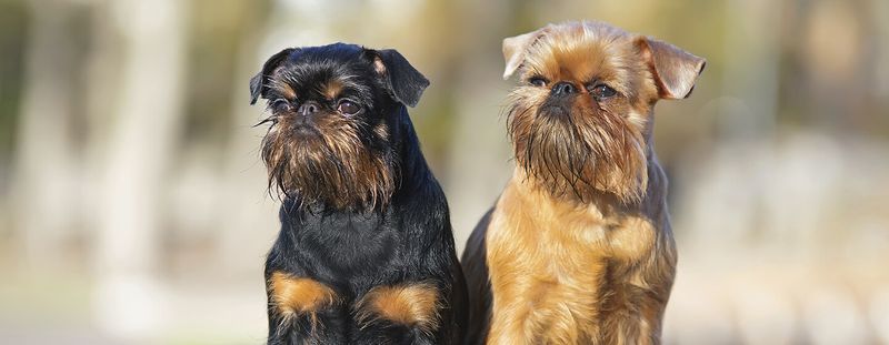 Brussels Griffon