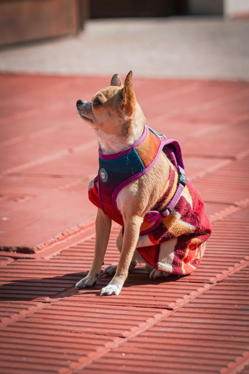 28 Small Dog Breeds with Bold Personalities and Playful Energy 2 Chihuahua