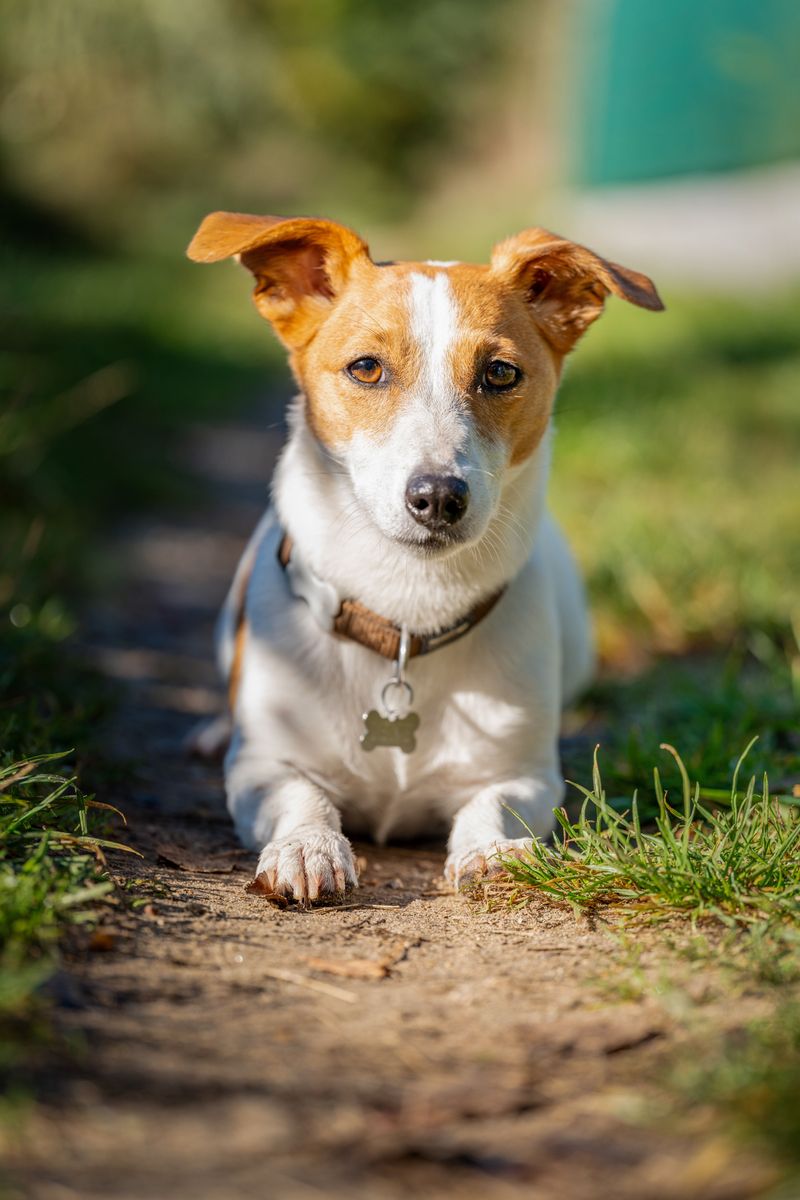 Jack Russell Terrier