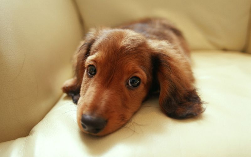 Dachshund
