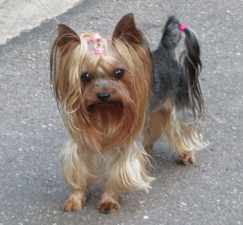 24 Dog Breeds That Demand Frequent Grooming and Daily Maintenance 7 Yorkshire Terrier