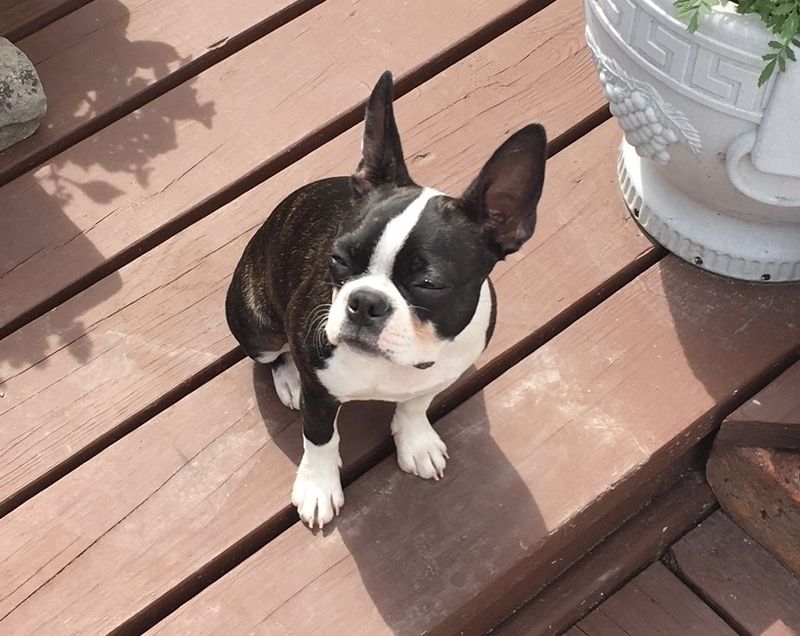These dog breeds make first-time training far less intimidating 10 Boston Terrier