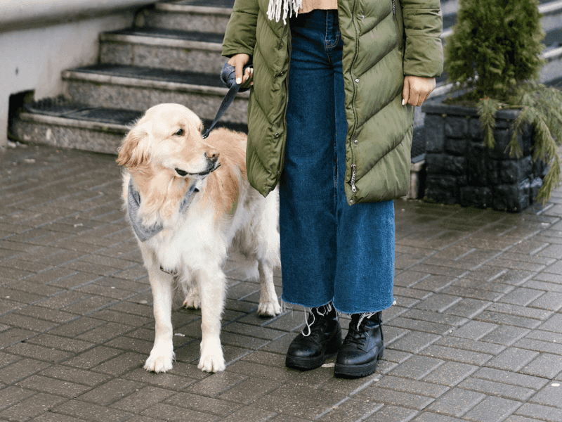 Checks in with you during walks