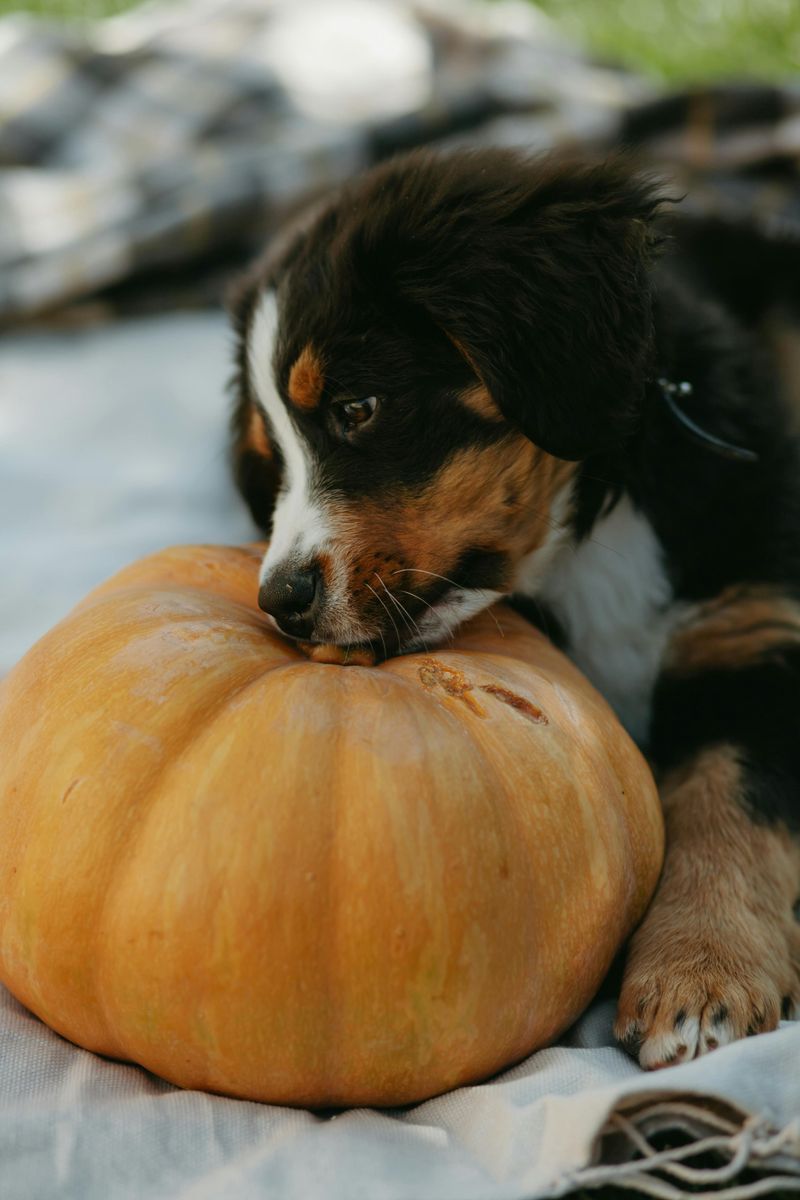 Bernese Mountain Dog