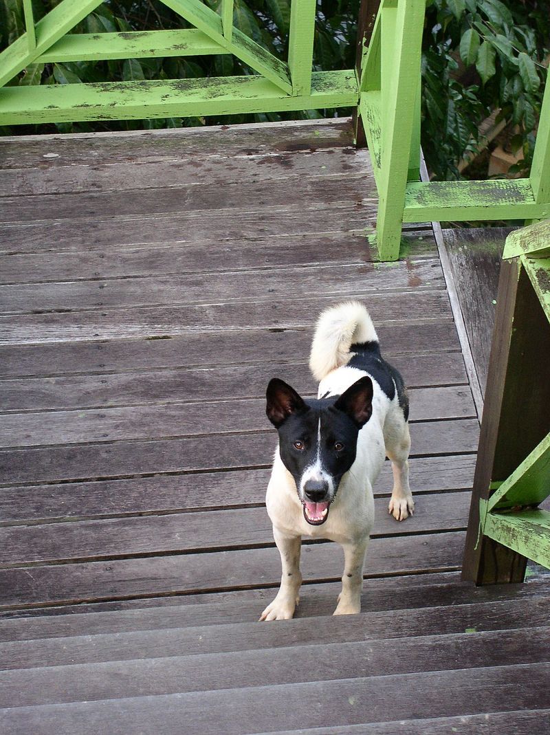 19 Rare Dog Breeds Known for Their Confident and Independent Nature 11 Telomian