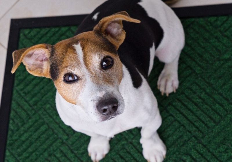Before blaming your dog, take a closer look at these everyday habits 2 Changing routines too often