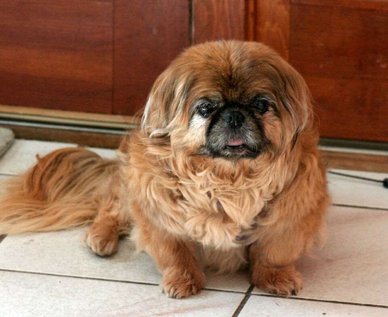 25 Tiny Dog Breeds That Don’t Like Being Left Alone for Long 21 Pekingese