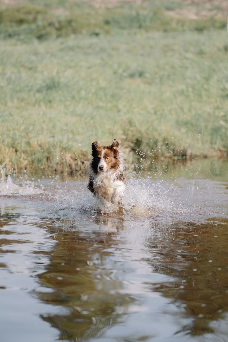 Living with these dog breeds can be incredibly rewarding - If you're ready for the challenge 3 Border Collie