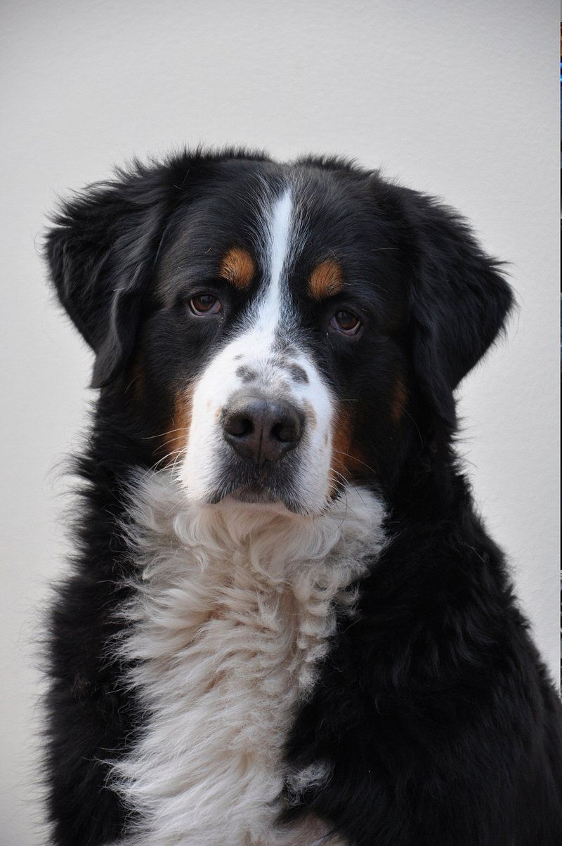 A calm first response is one of the qualities owners appreciate most about these companions 12 Bernese Mountain Dog