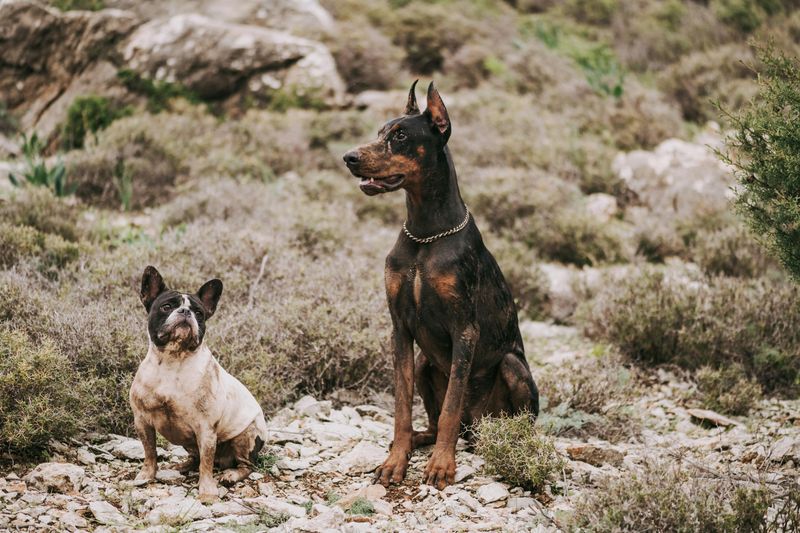 18 dog breeds that tend to appear far more often in films, ads and media than most people notice 18 Doberman Pinscher