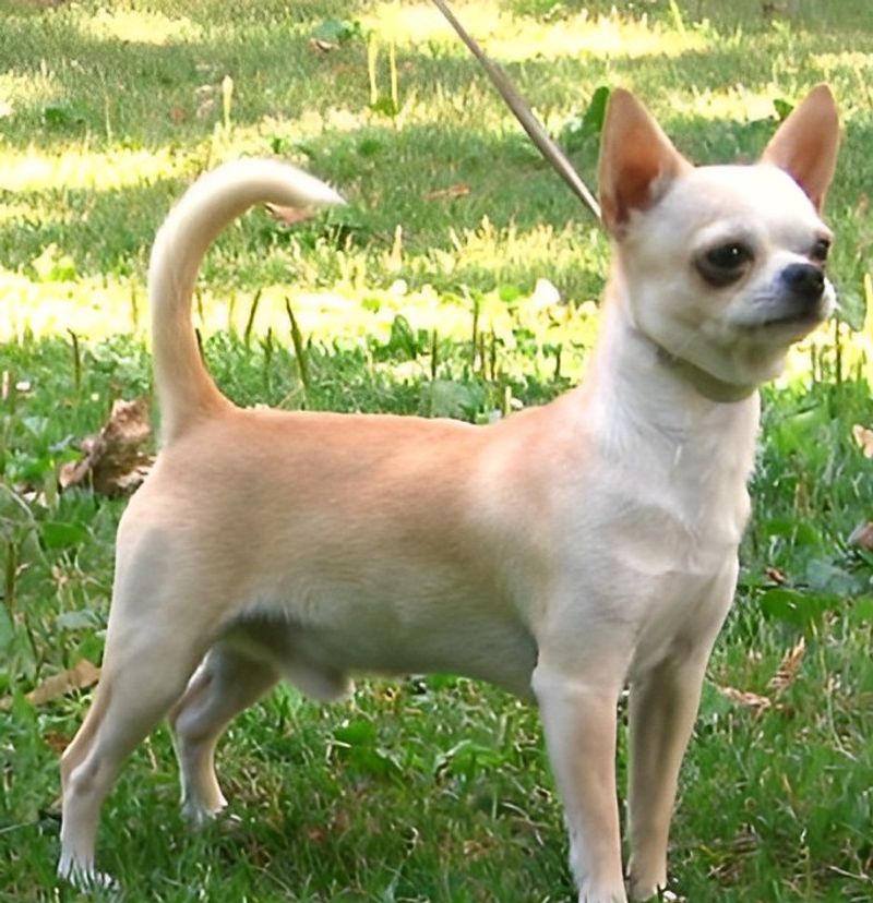 Chihuahua