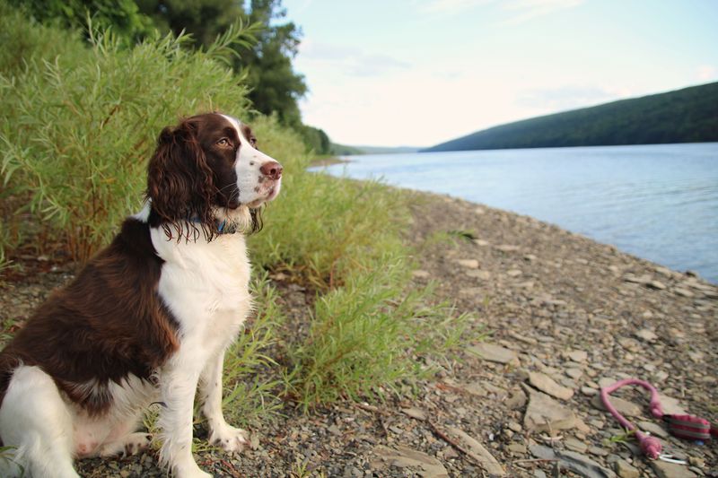 Everyone recognizes the famous breeds - These dogs earn their fans much more quietly 5 Welsh Springer Spaniel