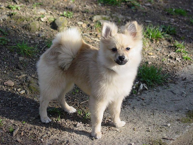 Pomeranian
